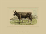 Antique Cow III Posters by Julian Bien