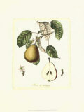French Pear Study IV Posters by Francois Langlois