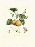 French Pear Study II Print by Francois Langlois
