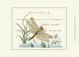Antique Dragonfly I Affiche