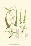 Spring Ferns II Print by J.h. Emerton