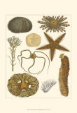 Underwater Oddities I Umění