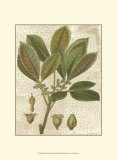 Fitch Leaves III Poster by Walter H. Fitch
