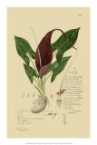 Aroid Plant IV Art by A. Descubes