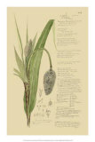 Ornamental Grasses II Posters by A. Descubes
