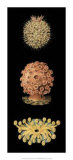 Kaleidoscope Anemone IV Poster