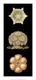 Kaleidoscope Anemone III Poster