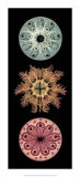 Kaleidoscope Anemone I - Art Print Kaleidoscope Anemone I - Art Print