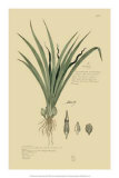 Tropical Grasses III Prints by A. Descubes Tropical Grasses III Prints by A. Descubes
