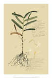 Tropical Grasses II Posters by A. Descubes Tropical Grasses II Posters by A. Descubes