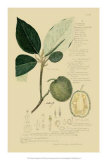Tropical Fruits II Posters by A. Descubes