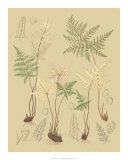 Nature's Lace II Print by C.e. Faxon