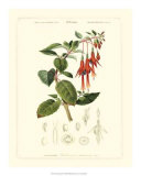 Lush Tropical IV Posters
