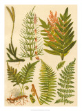 Fern Collection II Kunstdrucke
