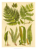 Fern Collection I Art