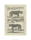 Panther and Leopard Giclee Print by Denis Diderot Panther and Leopard Giclee Print by Denis Diderot