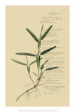 Tropical Grasses IV Poster by A. Descubes