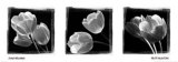 Tulip Trio Kunstdrucke von Ilona Wellmann