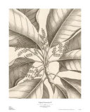 Tropical Connection II Affiches par Louis Van Houtte
