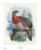Native Pheasant II Art by Joseph Wolf