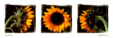 Sunflower Trio I Poster von Ilona Wellmann