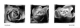 The White Rose Prints by Ilona Wellmann