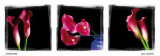 Calla Trio I Posters by Ilona Wellmann