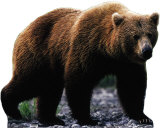 Grizzly Bear Stand Up