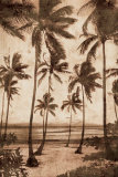 Trade Winds II Posters van John Seba