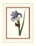 Iris Prints by Pierre-Joseph Redouté