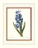 Jacinthe Affiches par Pierre-Joseph Redouté