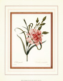 Dianthus Posters by Pierre-Joseph Redouté