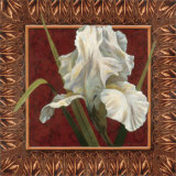 Iris in Red and Gold Prints by T. C. Chiu Iris in Red and Gold Prints by T. C. Chiu