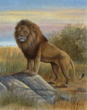 Lion Prints