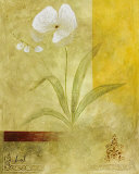 Butterfly Orchid Láminas por Fernando Leal Butterfly Orchid Láminas por Fernando Leal