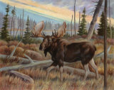 Moose Prints