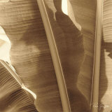 Banana Leaves I Poster von Rene Griffith