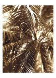 Palmera 1 Lámina por Rene Griffith Palmera 1 Lámina por Rene Griffith