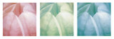 Tulip Trio Pósters por Gabriel Scott Tulip Trio Pósters por Gabriel Scott