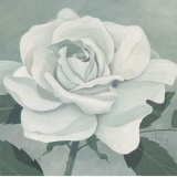 White Rose Prints by Franz Heigl