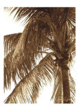 Palm Tree II Prints by Rene Griffith