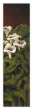 Callas II Limited Edition by Aurora Heuple