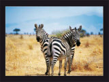 Le Zebre A Deux Tetes Posters by Pierre Douay
