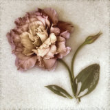Sand Lisianthus Prints by Donna Geissler
