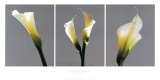 Grey Callas Prints by Helvio Faria