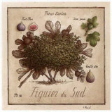 Figuier du Sud Prints by Vincent Perriol