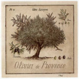 Olivier de Provence Poster von Vincent Perriol