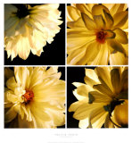 Dahlia Troupe Prints by Helvio Faria