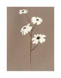 Serene Florals II Prints Serene Florals II Prints