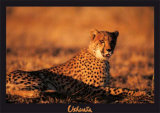 Guepard Kunst av Georges Bosio Guepard Kunst av Georges Bosio
